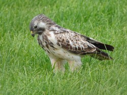 buizerd 2