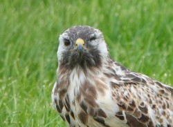 buizerd a